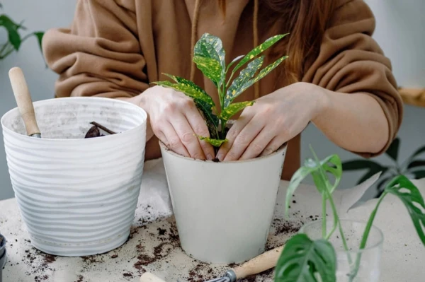 Nieuwe planten in de kerk
